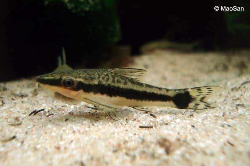 Otocinclus vittatus, Dieren en Toebehoren, Vis, Zoetwatervis, Schoolvis