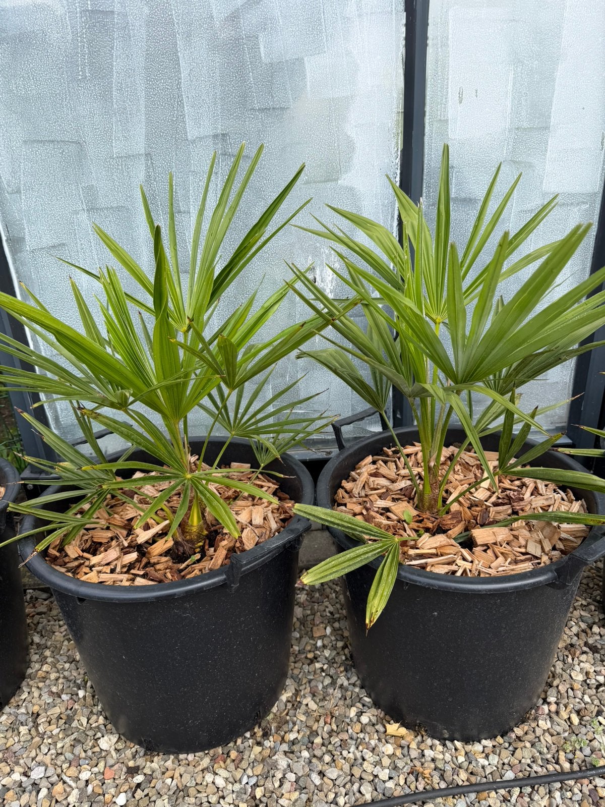 Trachycarpus Fortunei (Hennep Palm) - Winterharde Palm, Volle zon, Vaste plant, Bloeit niet, Ophalen