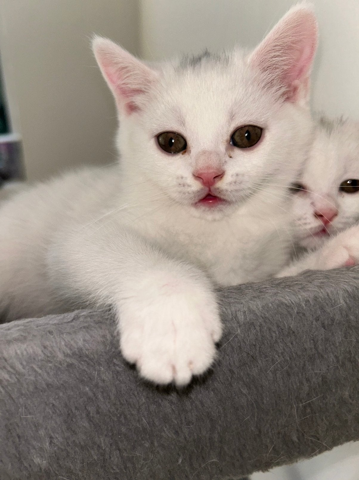 Britse korthaar kitten, Kater, 0 tot 2 jaar