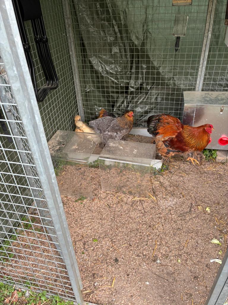 Kuikens brahma kippen, Dieren en Toebehoren, Pluimvee, Geslacht onbekend, Kip