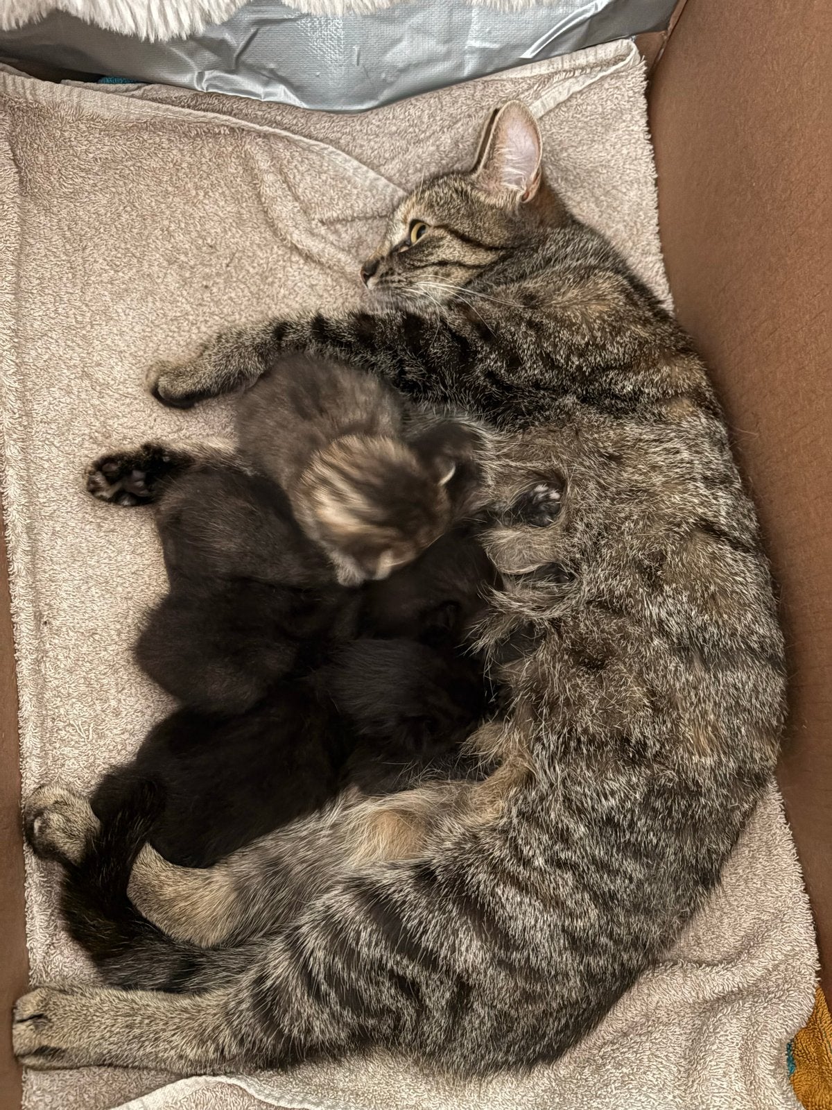 2 zwarte kittens te koop, Dieren en Toebehoren, Geslacht onbekend, Kortharig, 0 tot 2 jaar