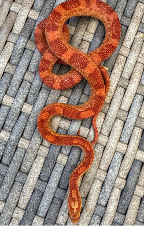 Korenslangen nakweek 2025 Corn Snake photo 3