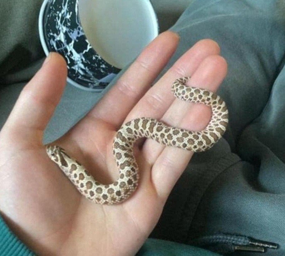 Westelijke haakneus slang 0.1, Dieren en Toebehoren, Slang, Met terrarium, 0 tot 2 jaar
