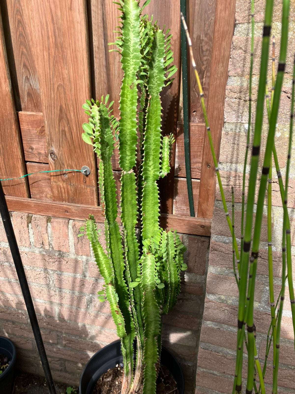 Euphorbia, Volle zon, Vaste plant, Bloeit niet, Ophalen