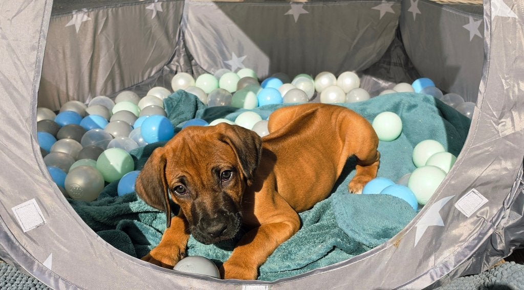 Rhodesian Ridgeback nog 1 reutje beschikbaar FCI-stamboom, Overige rassen, CDV (hondenziekte), 8 tot 15 weken, Meerdere