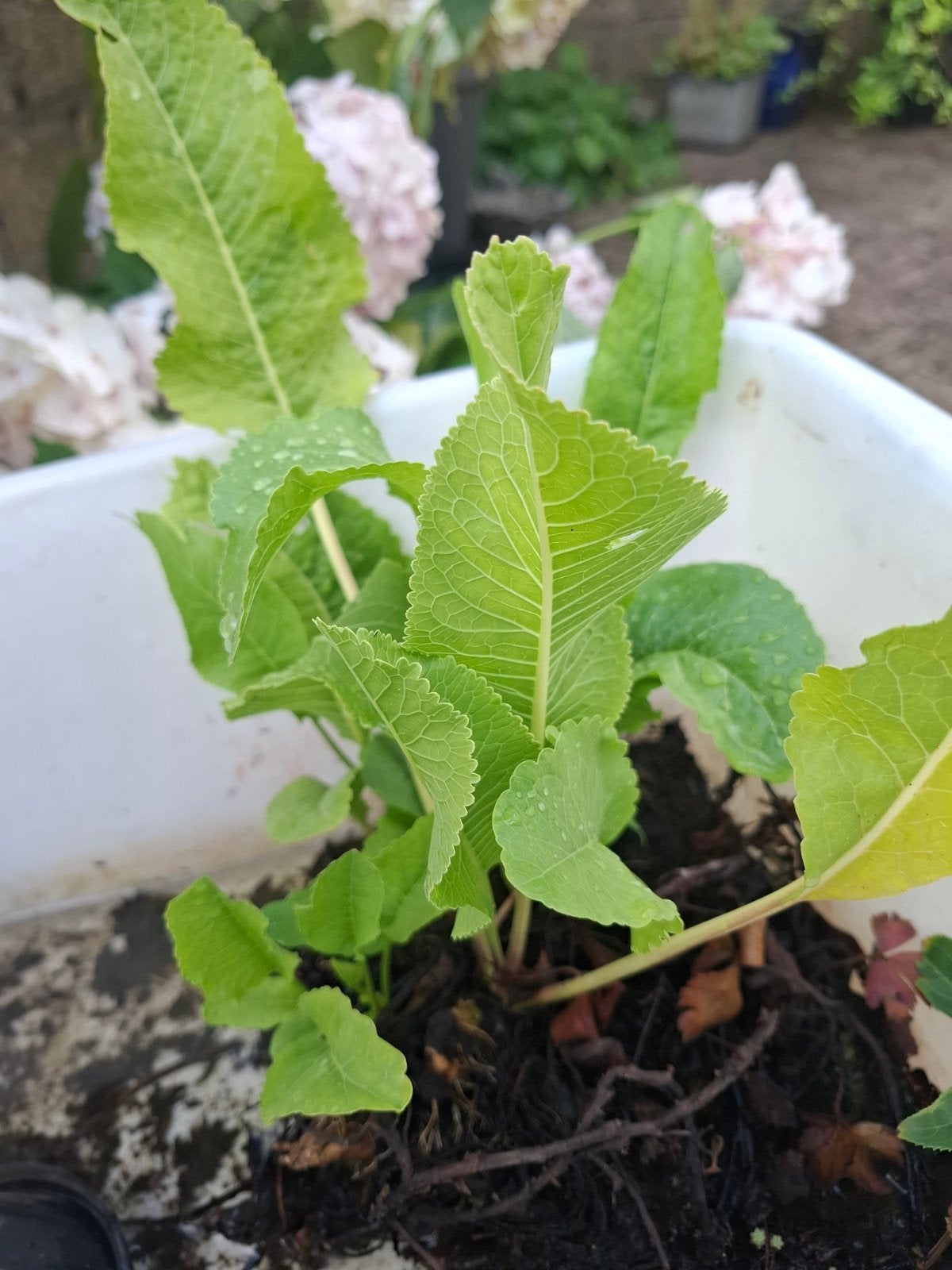 Mooie frisse jonge mierikswortel plant, Ophalen, Overige soorten, Volle zon