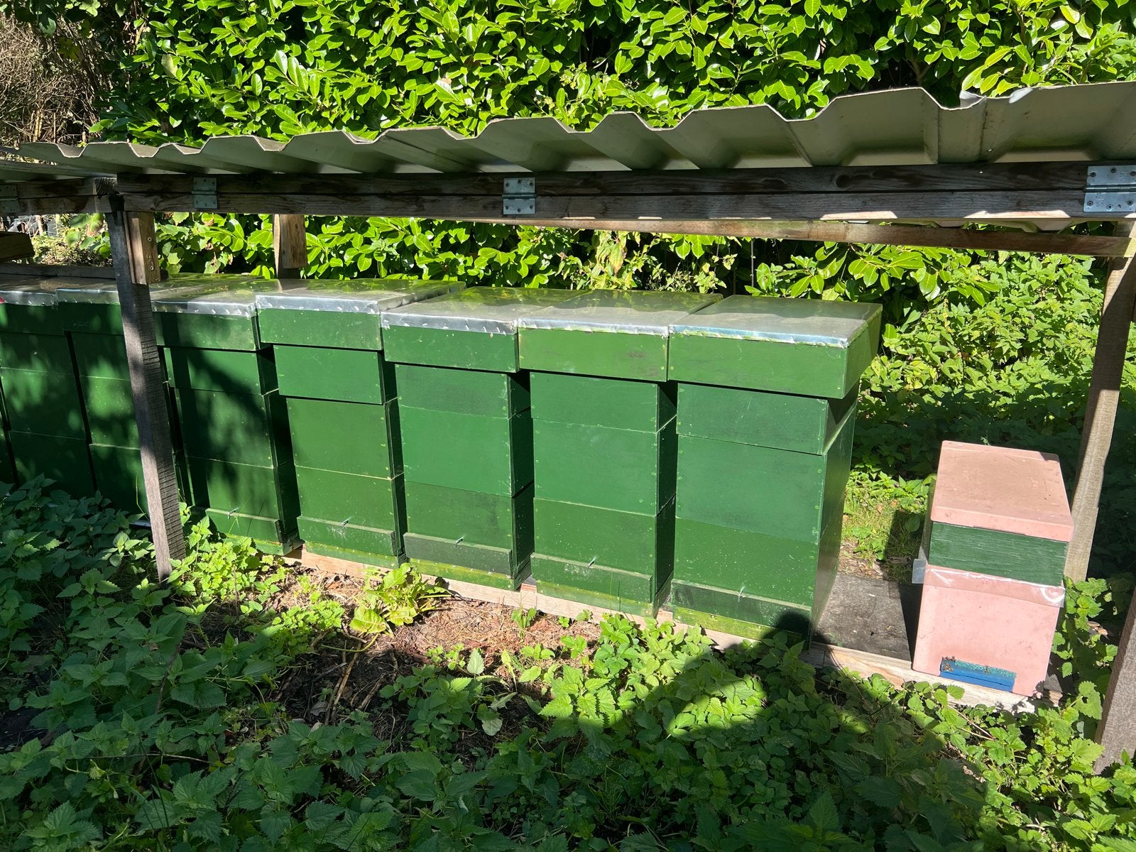 Simplex bijenkasten, Overige soorten