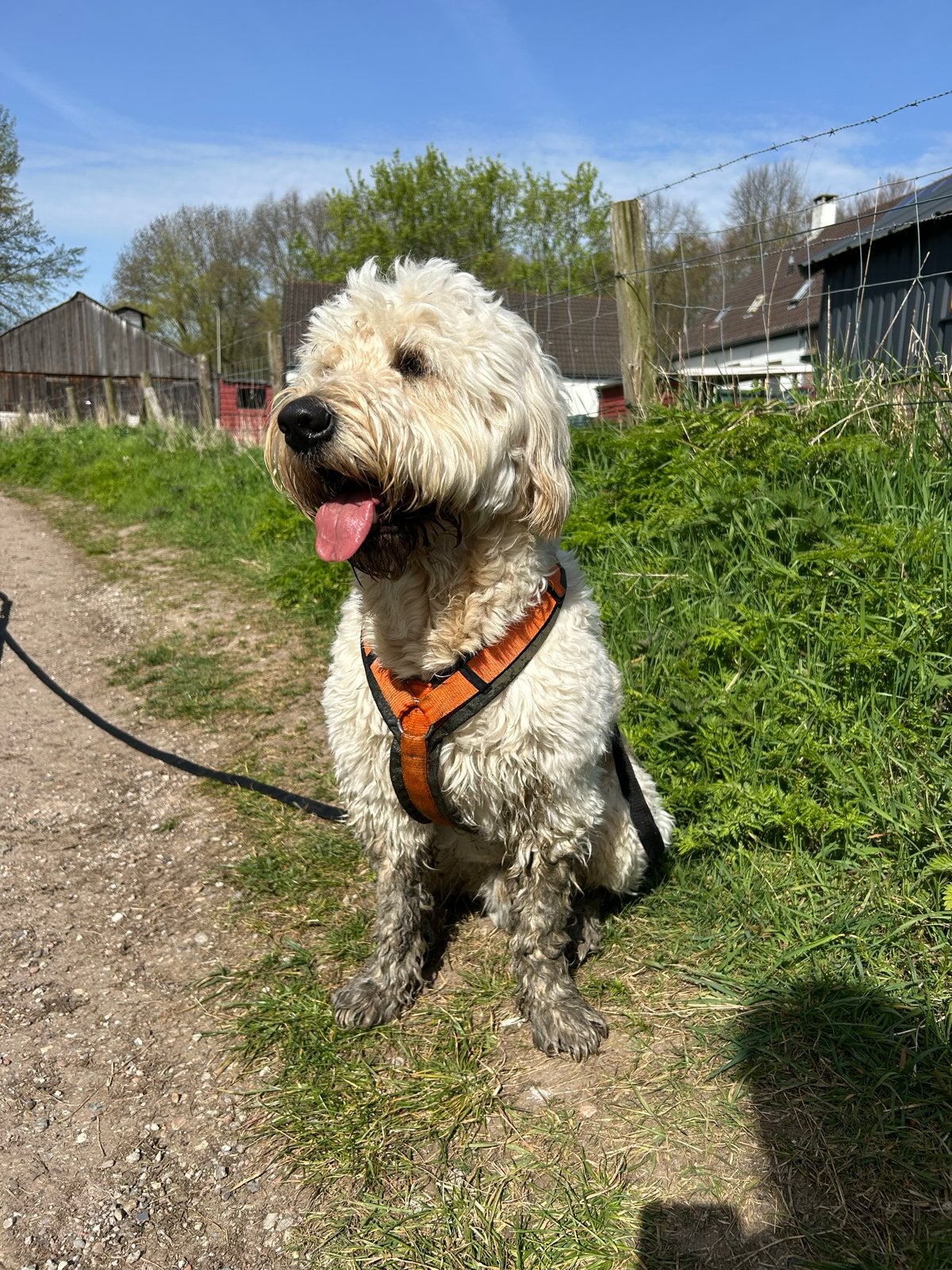 Oppas hond gezocht, Ophalen