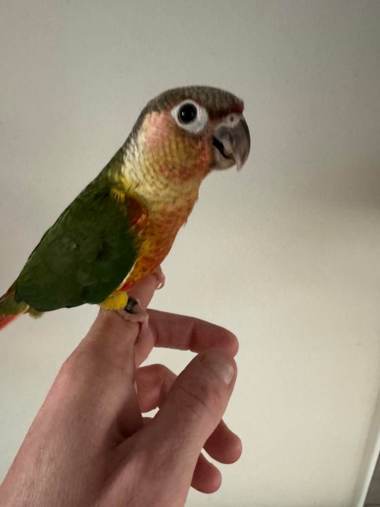 Super leuke tamme pyrrhura baby’s, Dieren en Toebehoren, Vogels | Parkieten en Papegaaien, Meerdere dieren, Parkiet, Tam