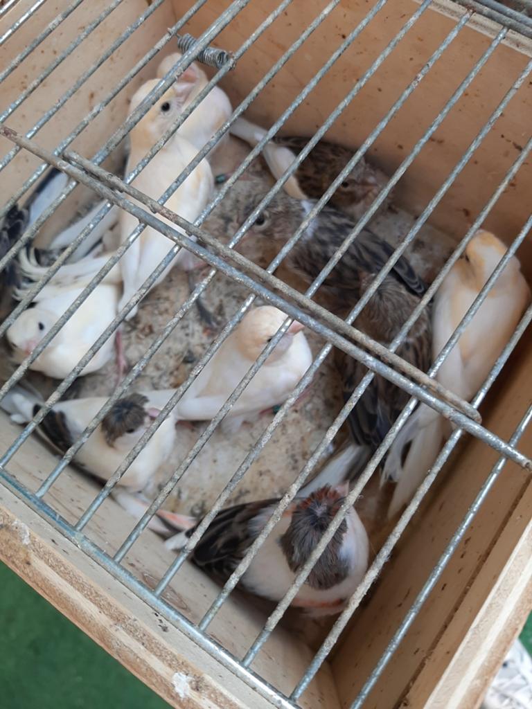 t.k. mooie jongen harlekijn kanaries maart/kanarie + kuif, Dieren en Toebehoren, Meerdere dieren, Kleurkanarie