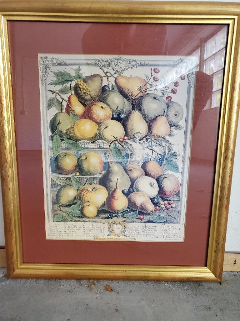Vintage fruitprint in lijst - Stilleven, Stilleven, Achter glas, Ophalen of Verzenden, Klassiek