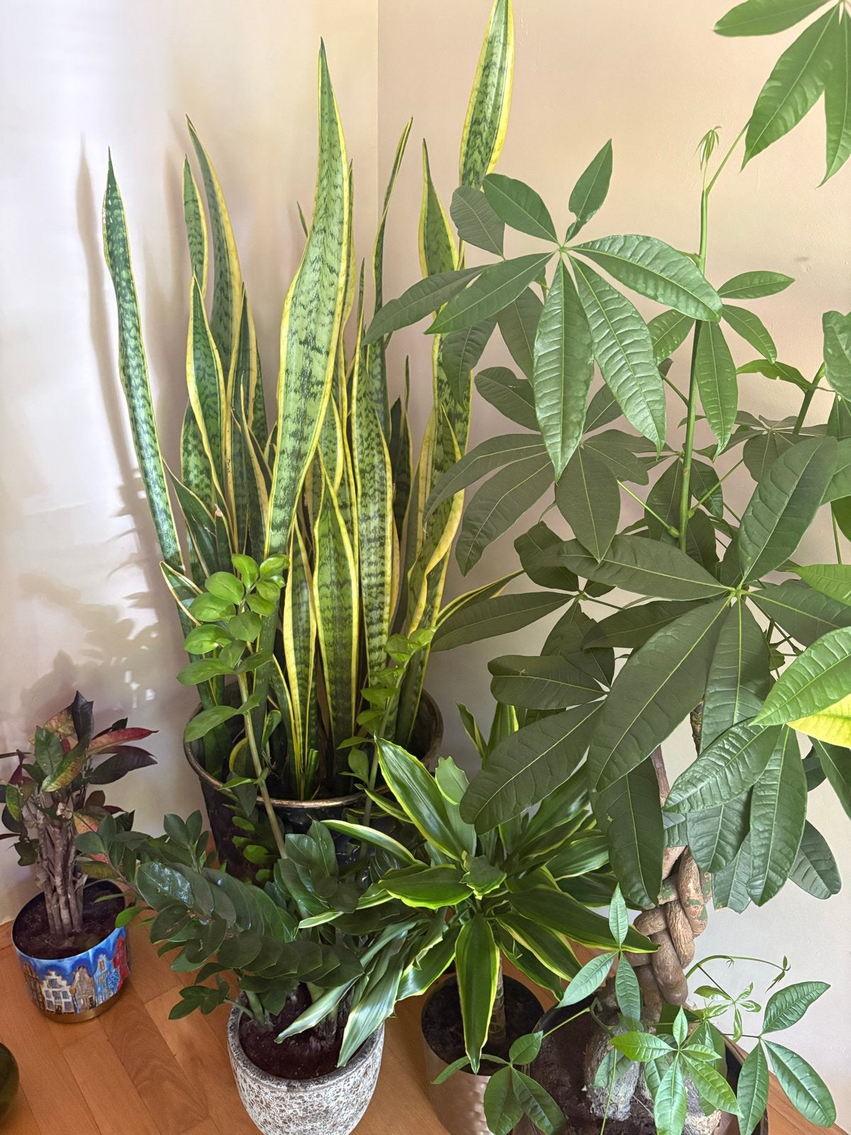 Diverse collectie kamerplanten, 100 tot 150 cm, Overige soorten, In pot, Groene kamerplant