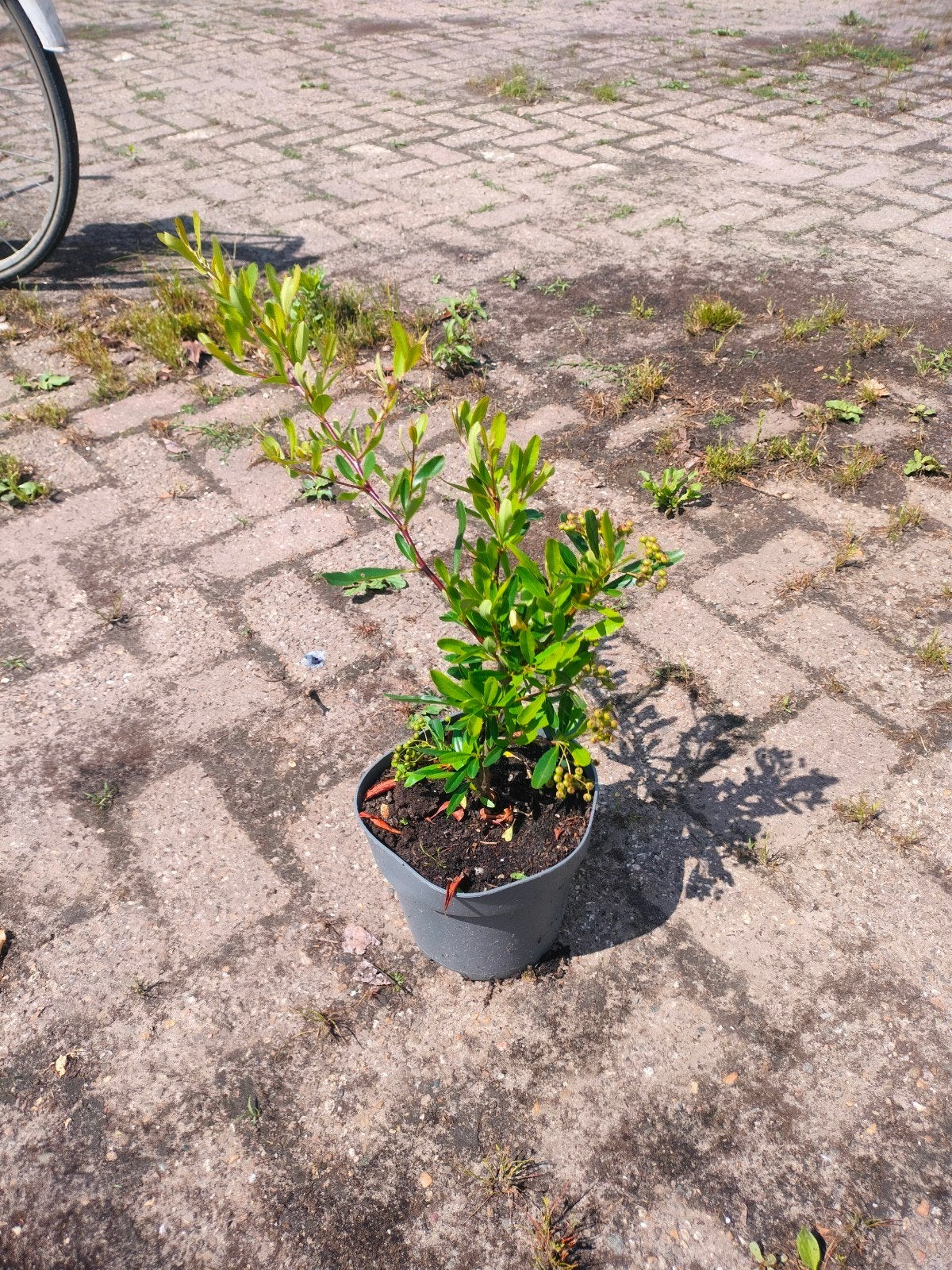 Vuurdoorn (Pyracantha) - Winterharde Sierstruik, Volle zon, Eenjarig, Lente, Ophalen