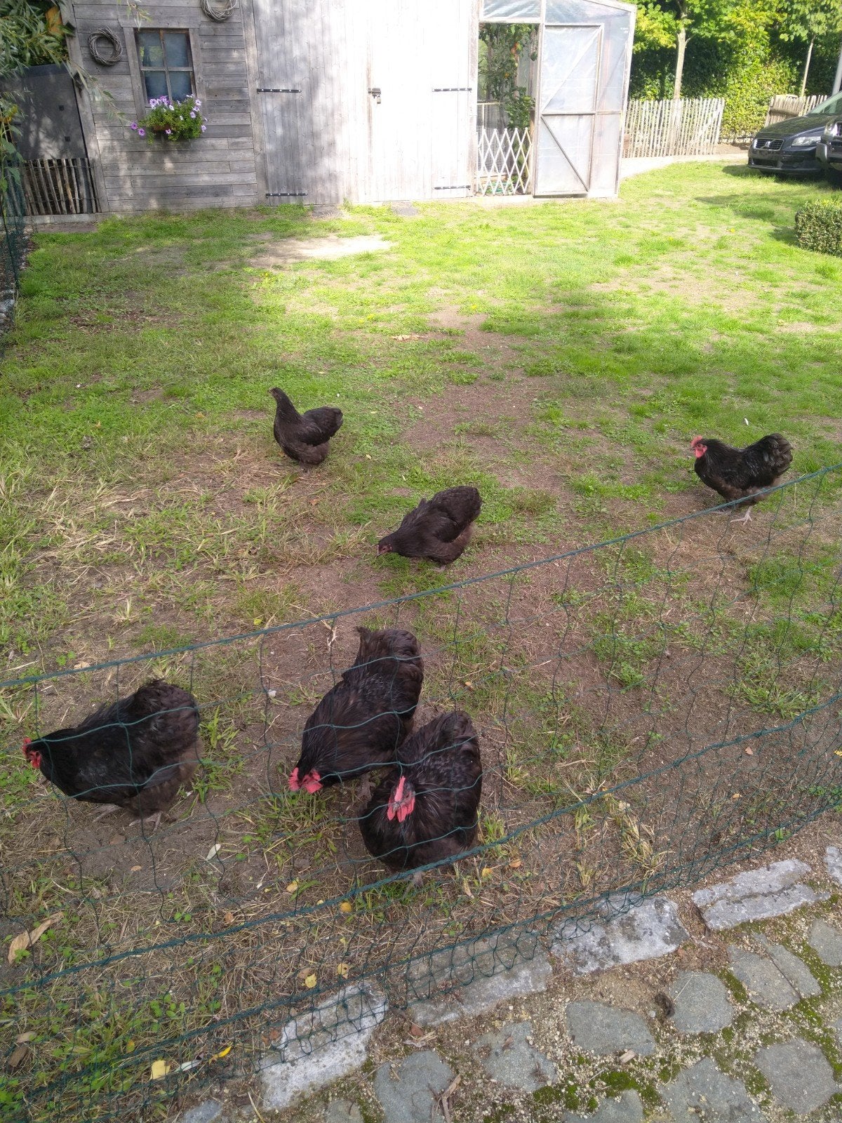 orpington Choco kriel, Dieren en Toebehoren