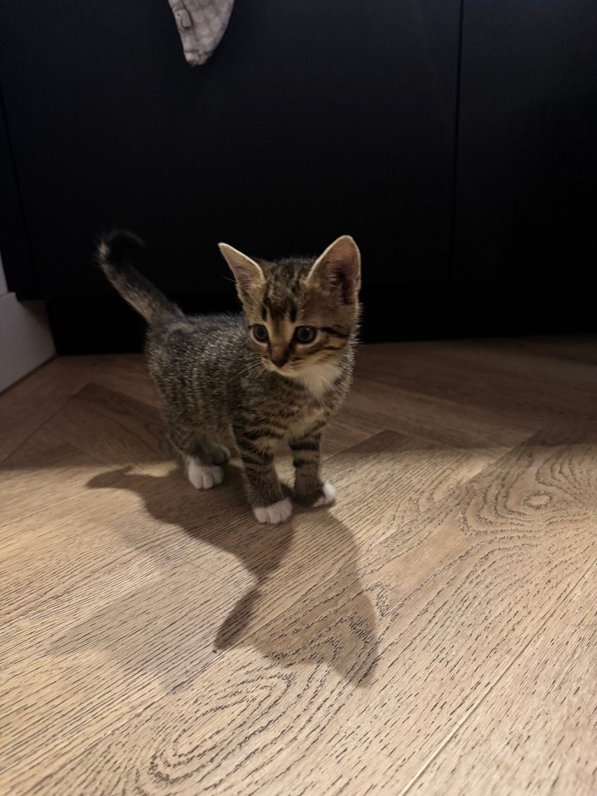 Boerderij kittens te koop, Dieren en Toebehoren