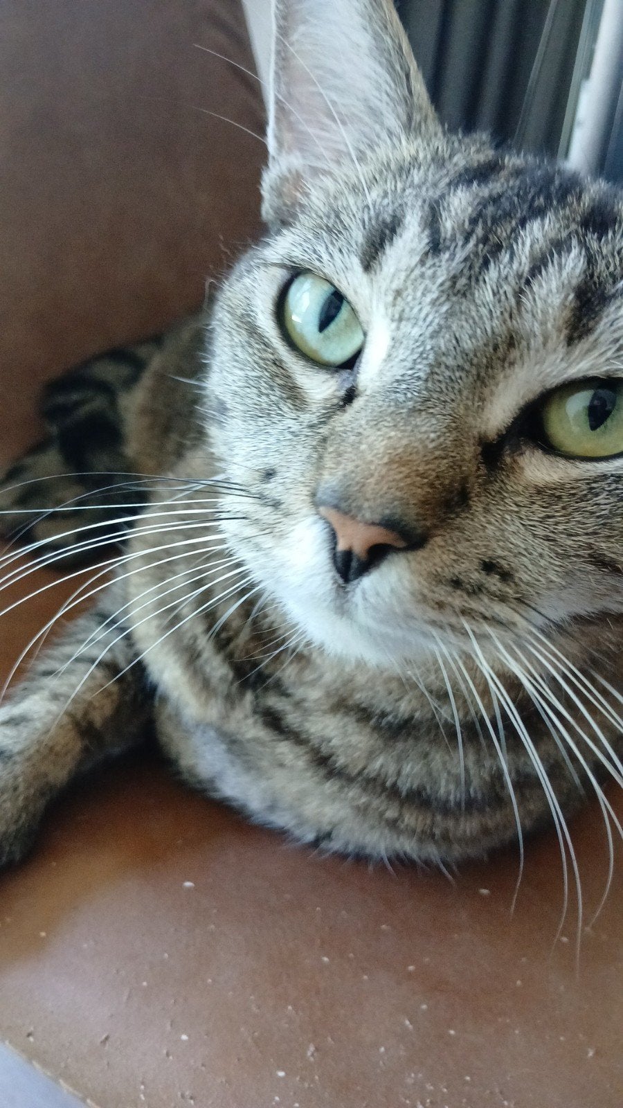 Kat  Europese korthaar gechipt gecastreerd, Kater
