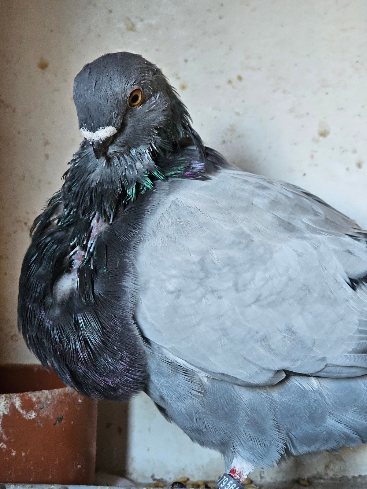 jonge canaria doffer, Dieren en Toebehoren, Mannelijk, Kropper
