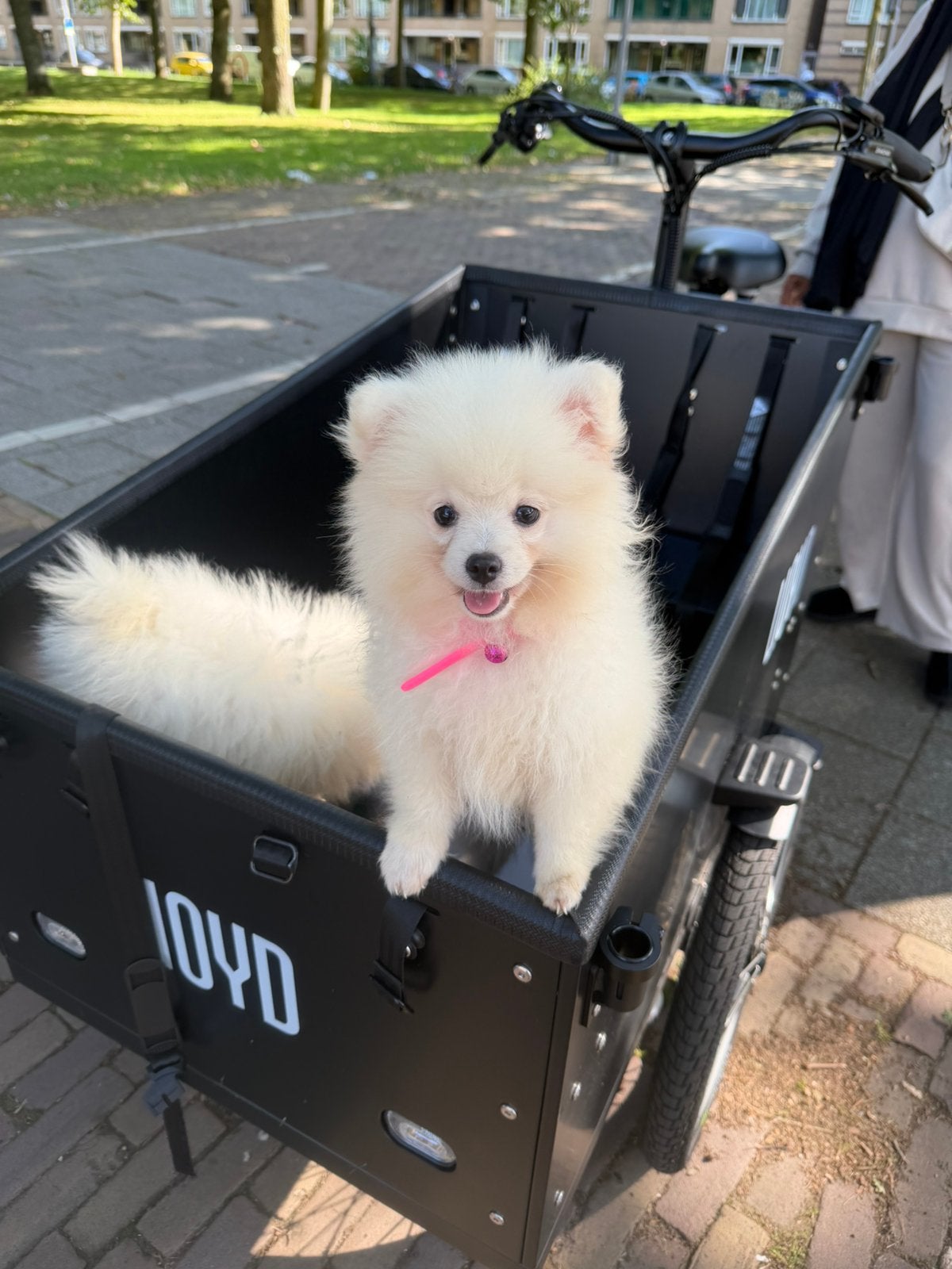 Pomeriaan pups – reutje & teefje – 3 maanden, Dieren en Toebehoren, Honden | Niet-rashonden, Particulier, Parvo, 8 tot 15 weken