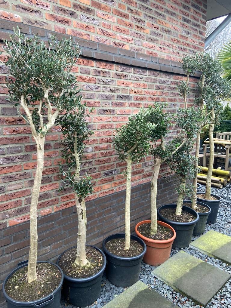 Olijfbomen, Tuin en Terras, Lente, 100 tot 250 cm, Olijfboom, Ophalen