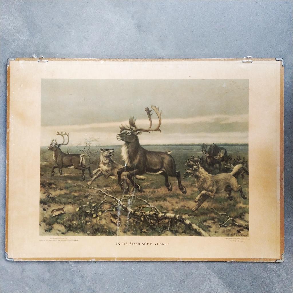 Schoolplaat In de Siberische vlakte – Koekkoek – 1950, Ophalen of Verzenden, Natuur en Biologie