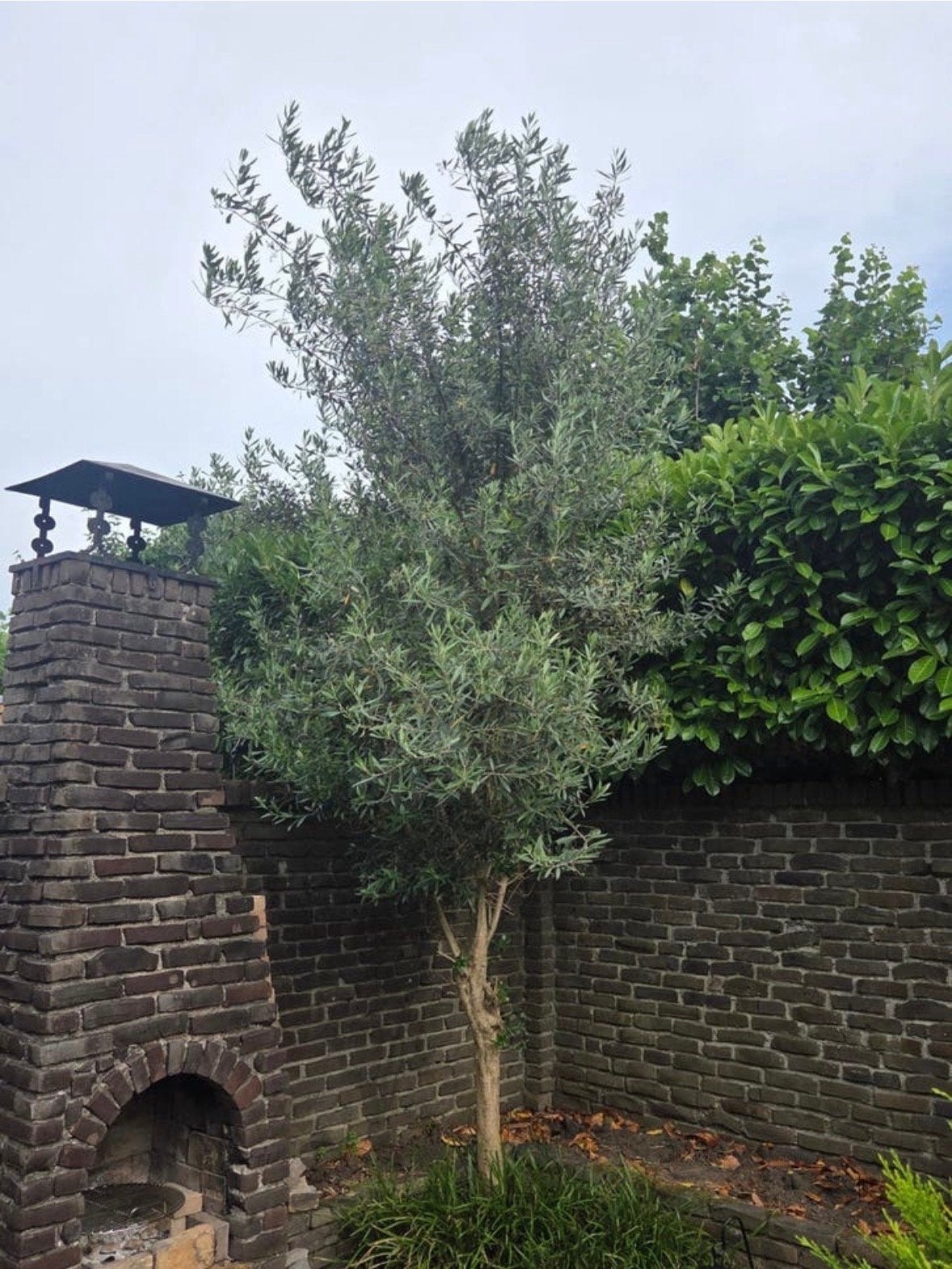 Grote Olijfboom, Lente, Olijfboom, 250 tot 400 cm, Ophalen