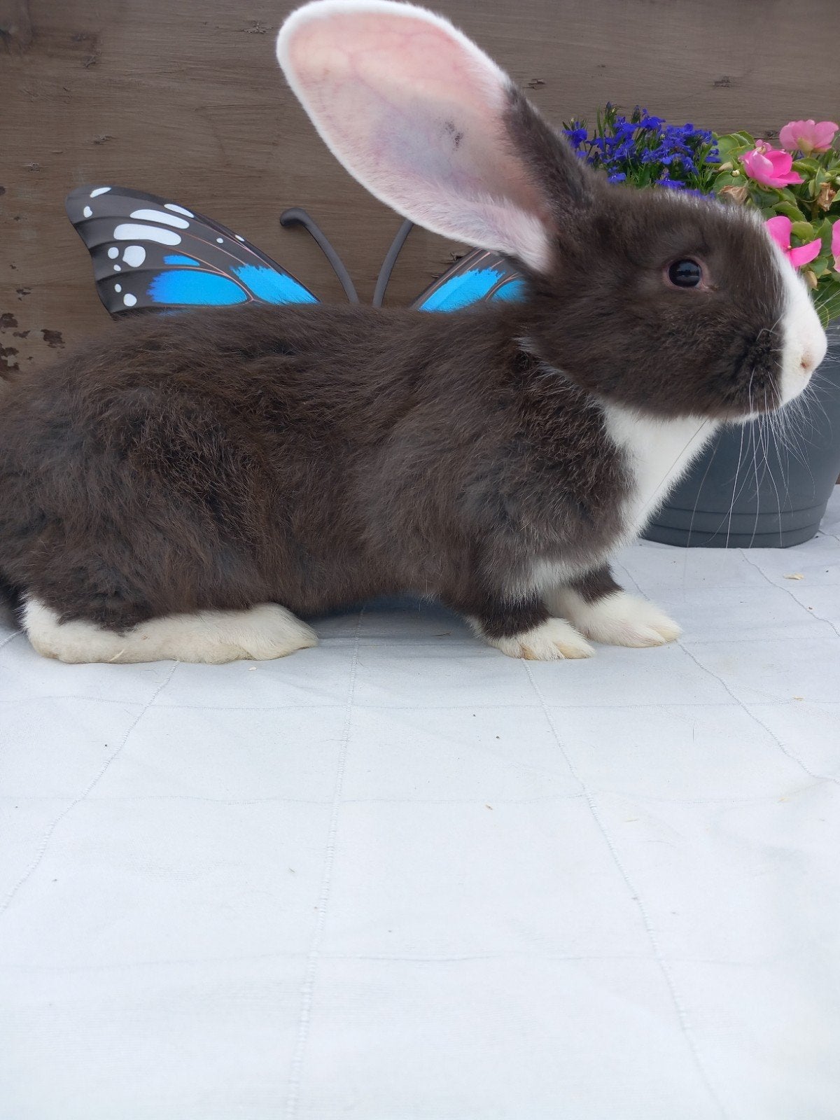 Duitse reus ram, Mannelijk, Groot, 0 tot 2 jaar