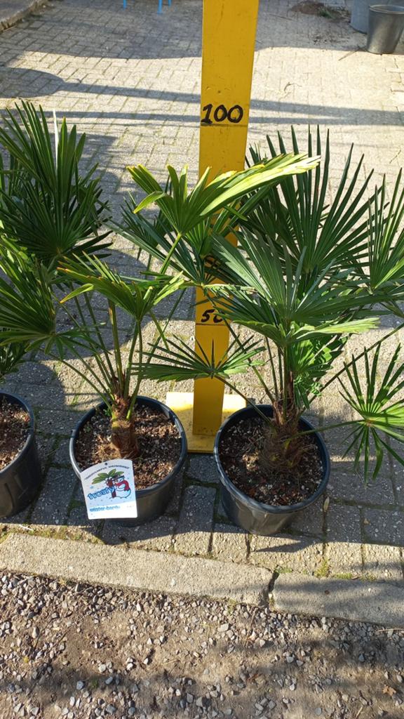 Trachycarpus Wagnerianus - Winterharde Palmboom, Volle zon, Vaste plant, Bloeit niet, Ophalen