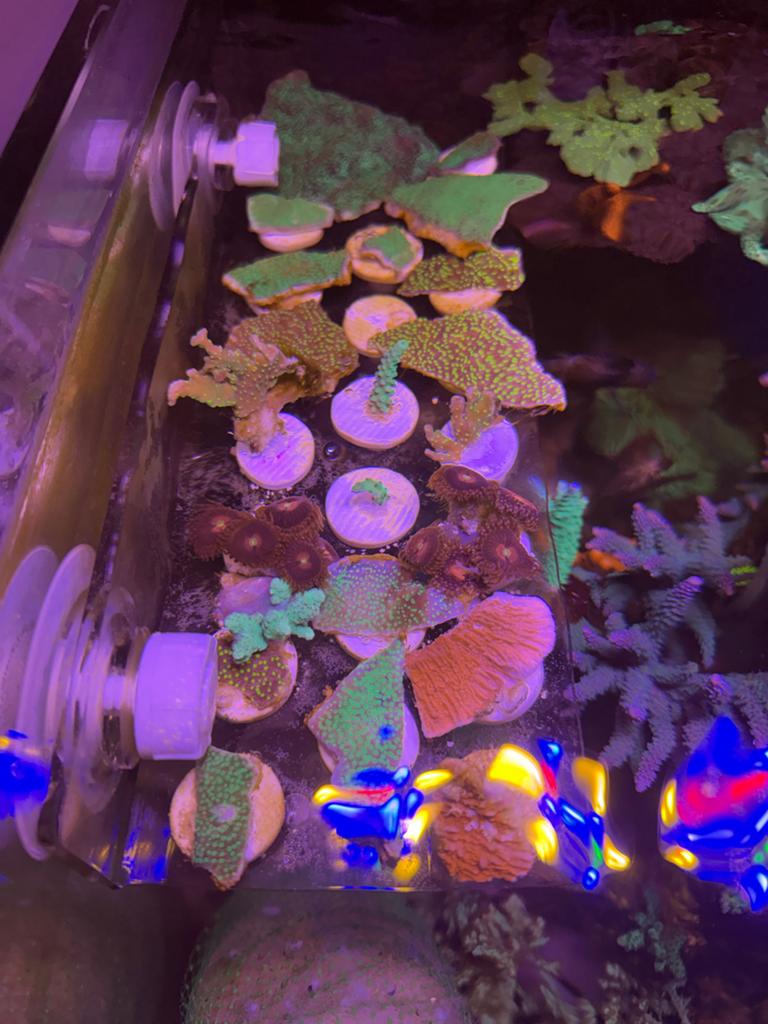 Verschillende Montipora, LPS en Acropora soorten hobbyprijs, Overige typen, Zoutwatervis