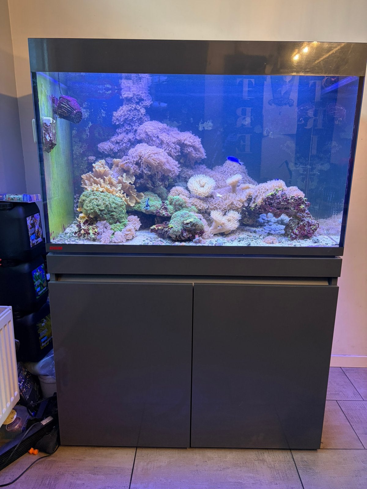 Complete zeeaquarium hobby – EHEIM Incpiria Marine 330, Ophalen, Gebruikt, Gevuld zeewateraquarium, Eheim