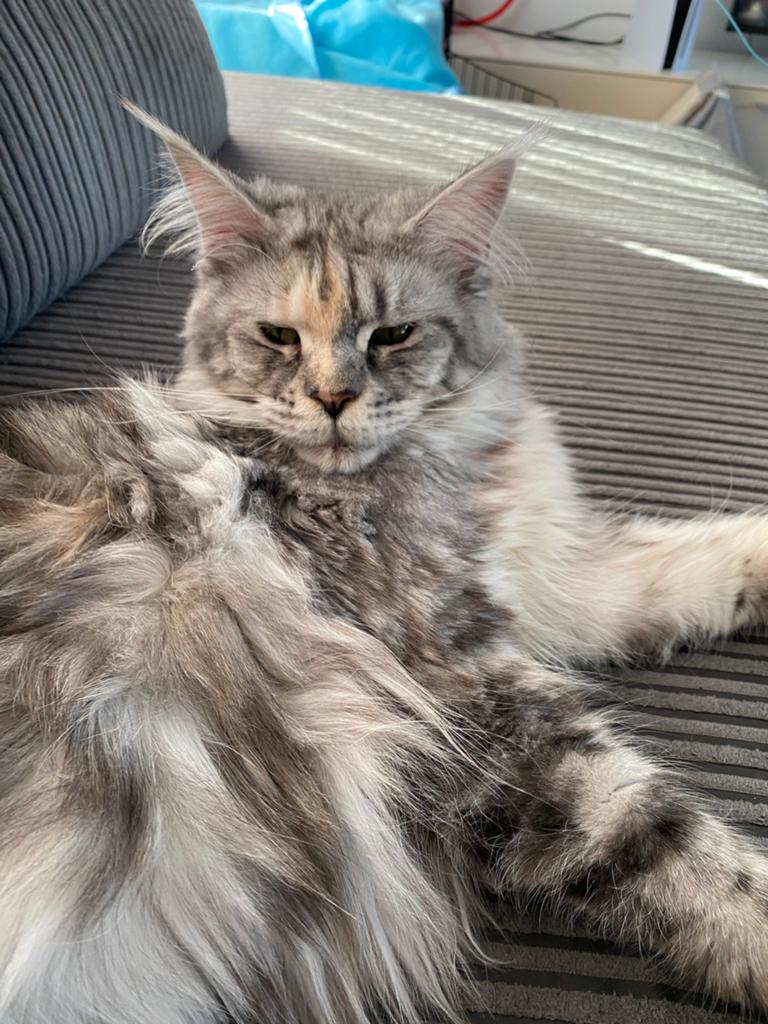 Herplaatser poes, Dieren en Toebehoren, Katten en Kittens | Raskatten | Langhaar, Poes, Gechipt