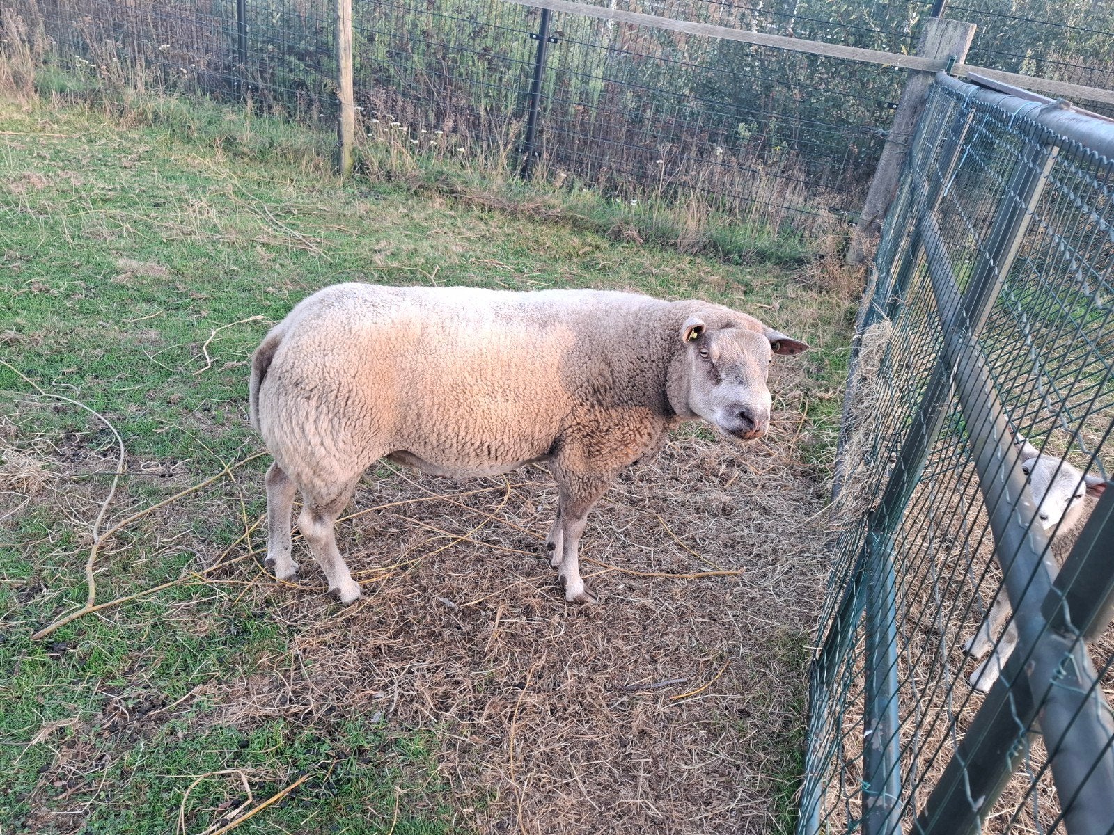 Super dekram, Mannelijk, Schaap