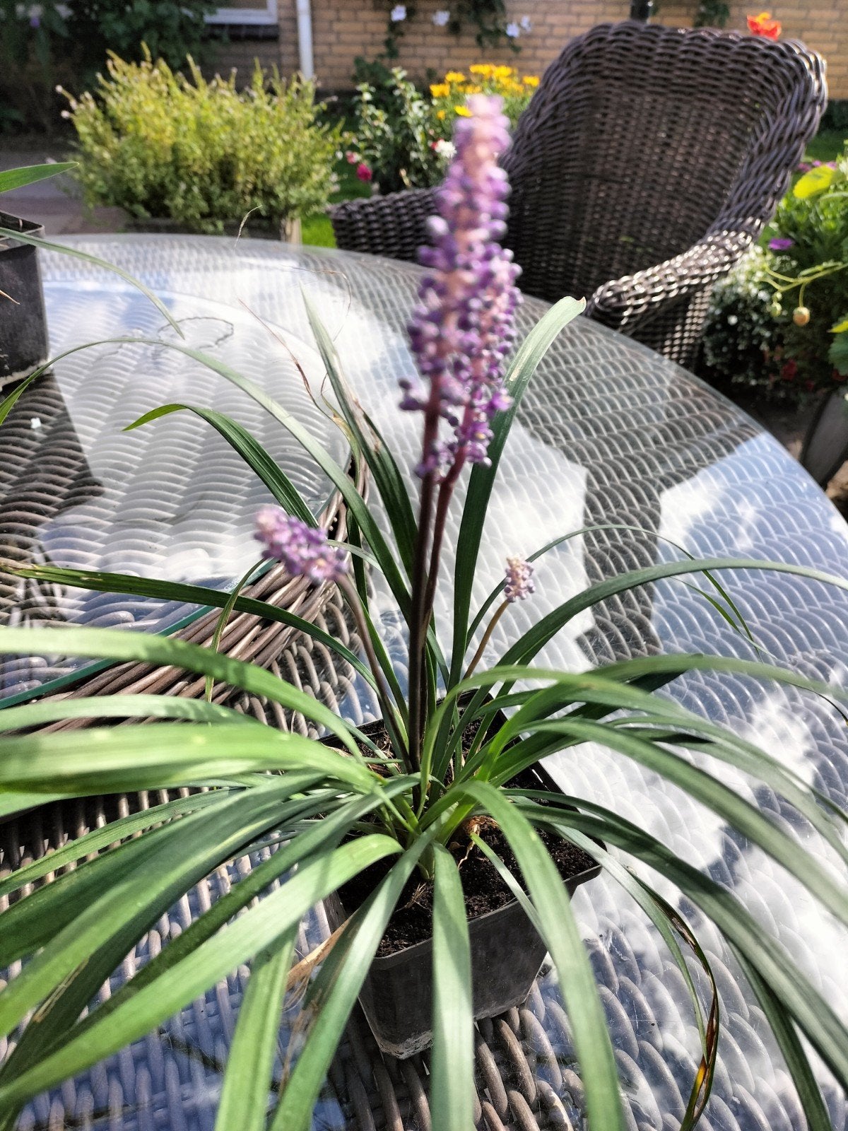 Liriope muscari 'Ingwersen' - Leliegras, Ophalen, Bodembedekkers, Vaste plant, Halfschaduw