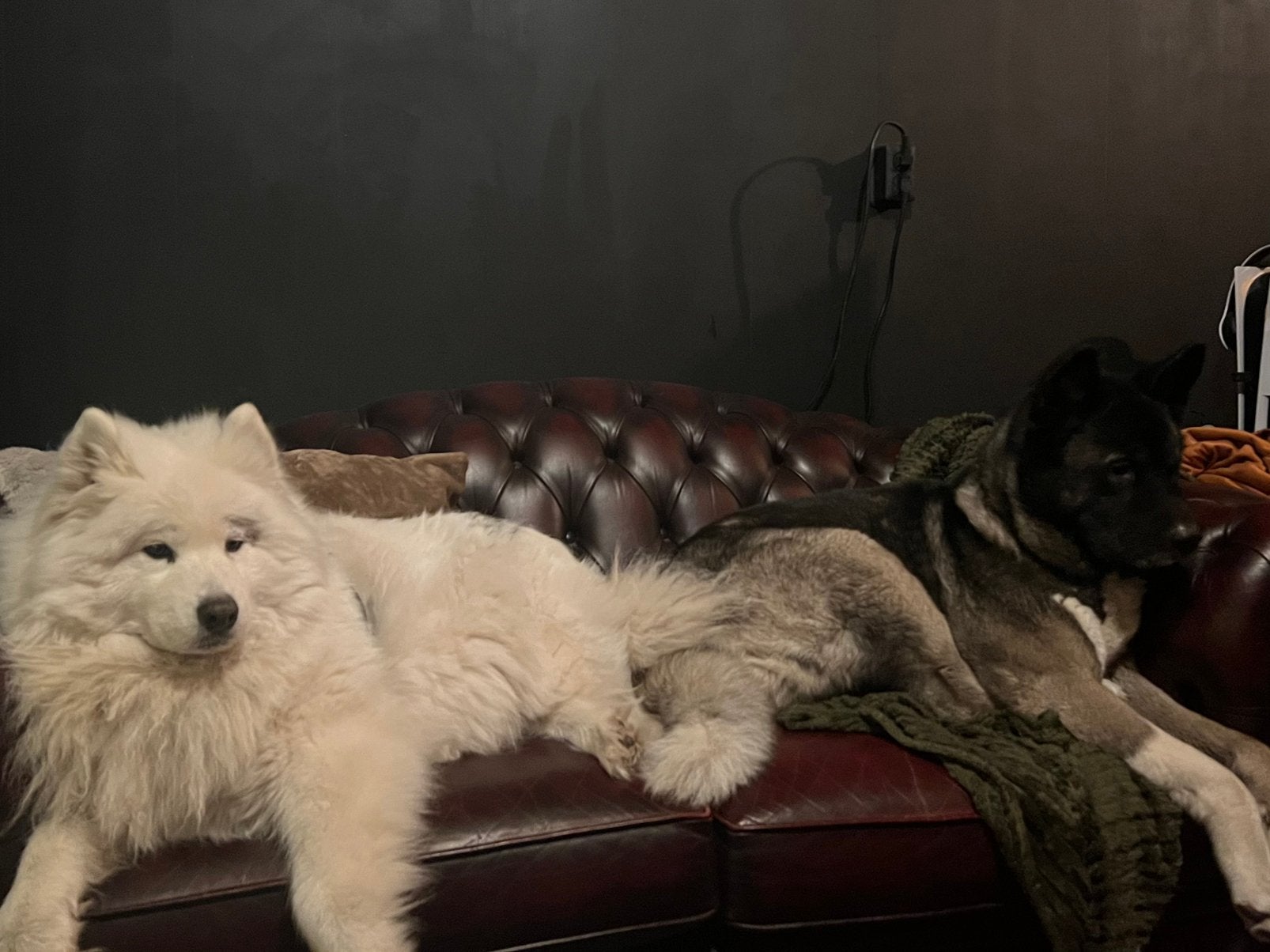 Liefdevol gezin gezocht voor Kaya en Rosa, Dieren en Toebehoren, Honden | Niet-rashonden, 6 jaar of ouder, Teef, Meerdere, Middel
