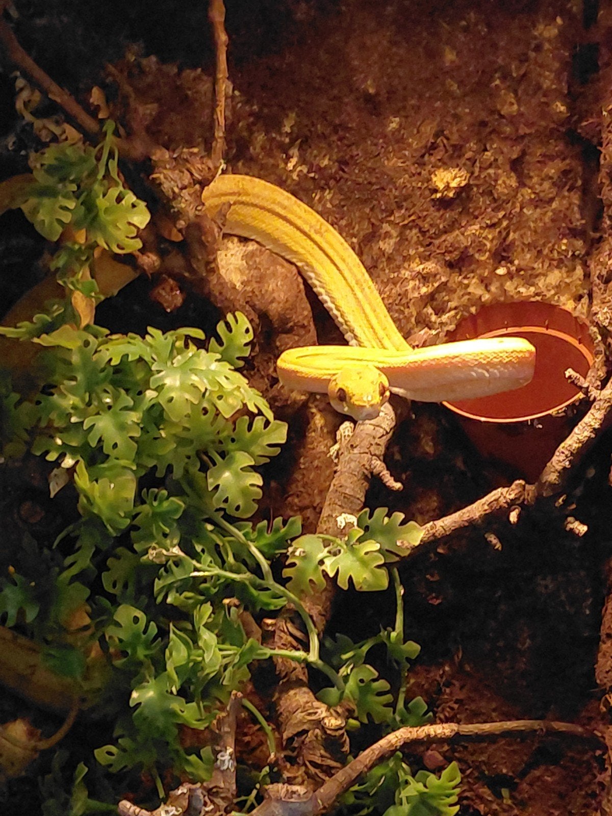 corallus hortulanus. met of zonder paludarium, Dieren en Toebehoren, Slang, 7 tot 10 jaar