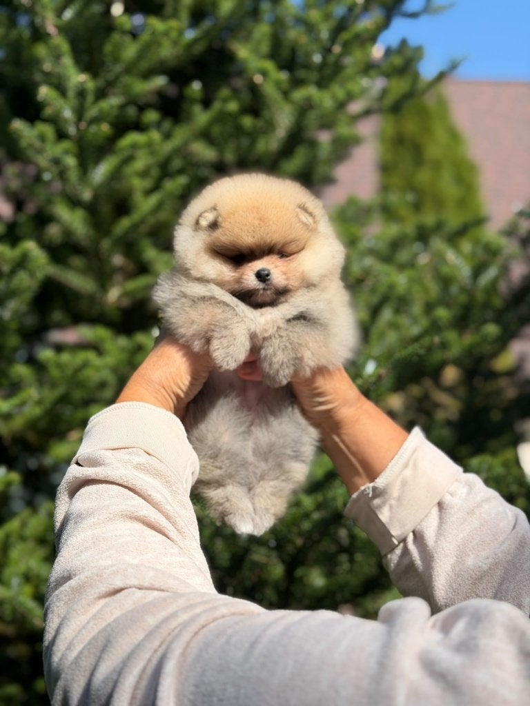 Pomeriaan pup teefje Orange Sable – Bear type, Dieren en Toebehoren, Nederland, Keeshond, 8 tot 15 weken, Teef