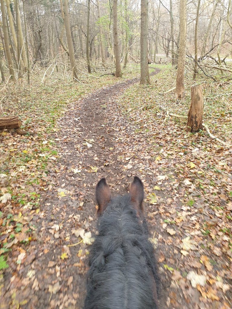 Bijrijder/verzorger aangeboden, Ophalen, Recreatie