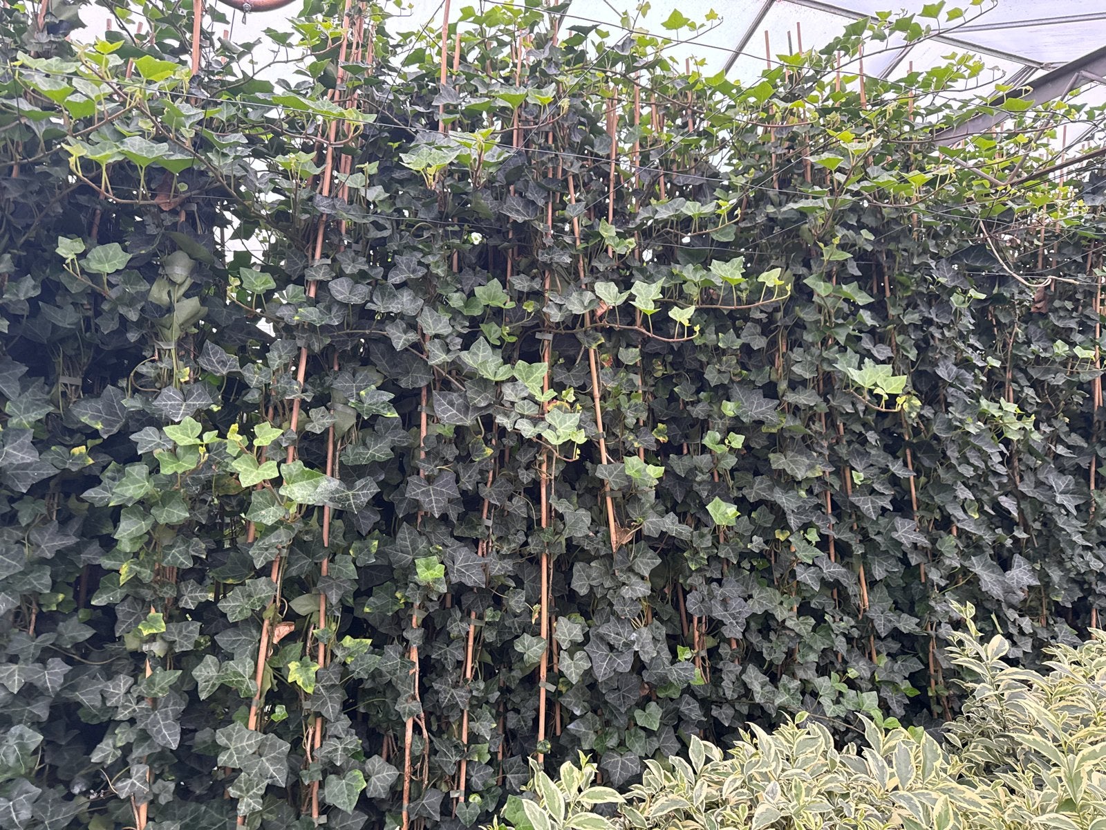 Hibernica - Ierse klimop (Hedera)Gratis bezorging mogelijk, Ophalen, Vaste plant, Bloeit niet, Halfschaduw