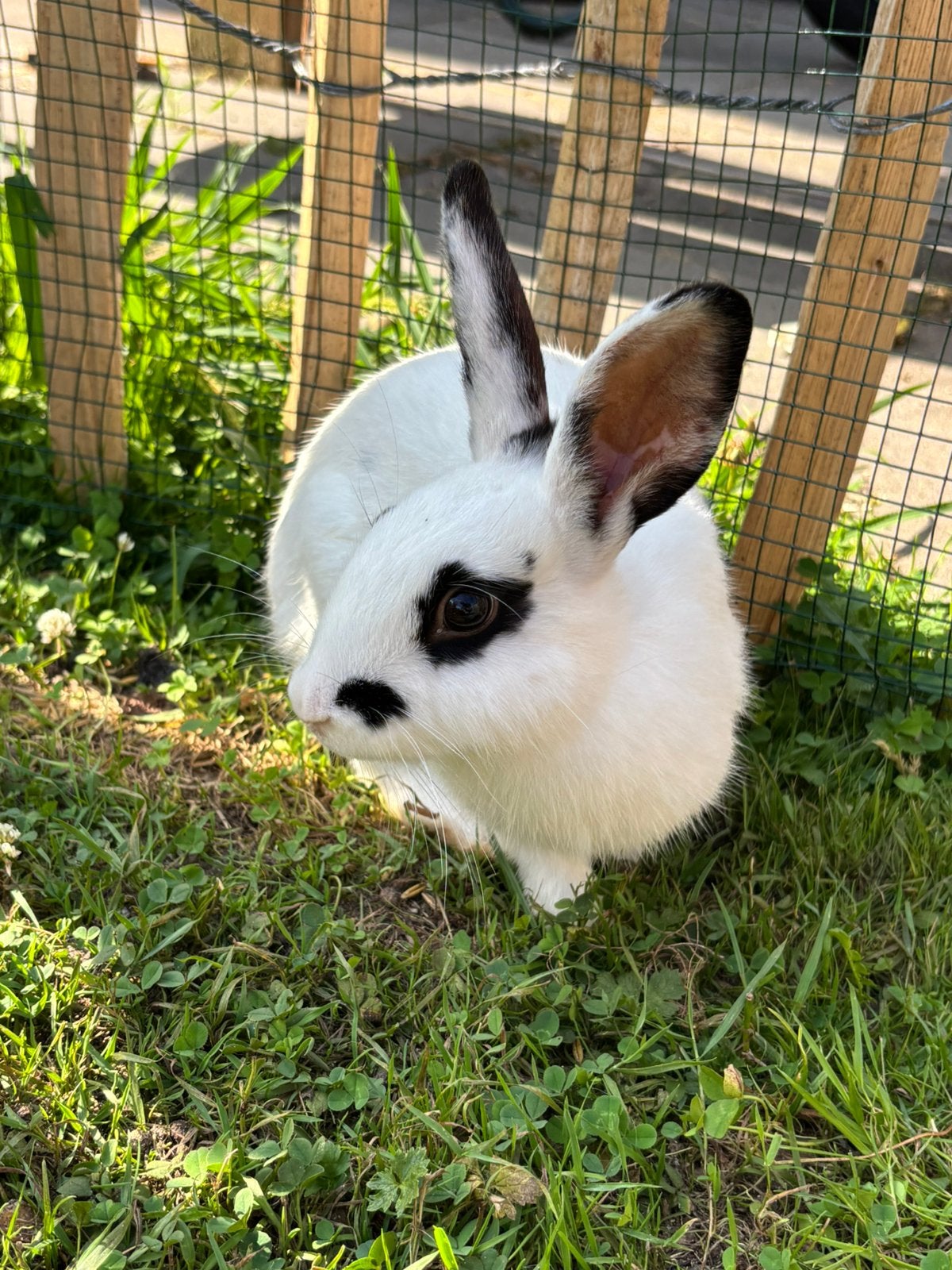 Konijn, Dieren en Toebehoren, Konijnen, Mannelijk, Middelgroot, 0 tot 2 jaar