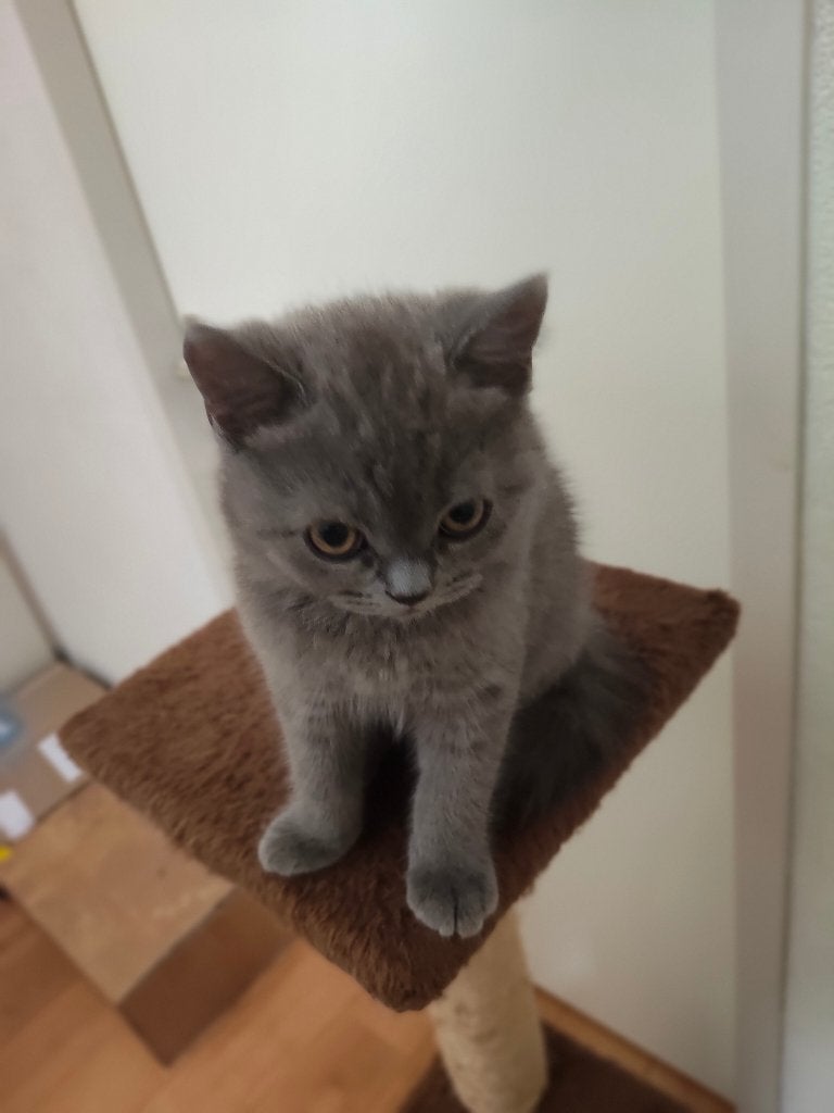 Britse Korthaar Kittens, Poes, Ontwormd, 0 tot 2 jaar