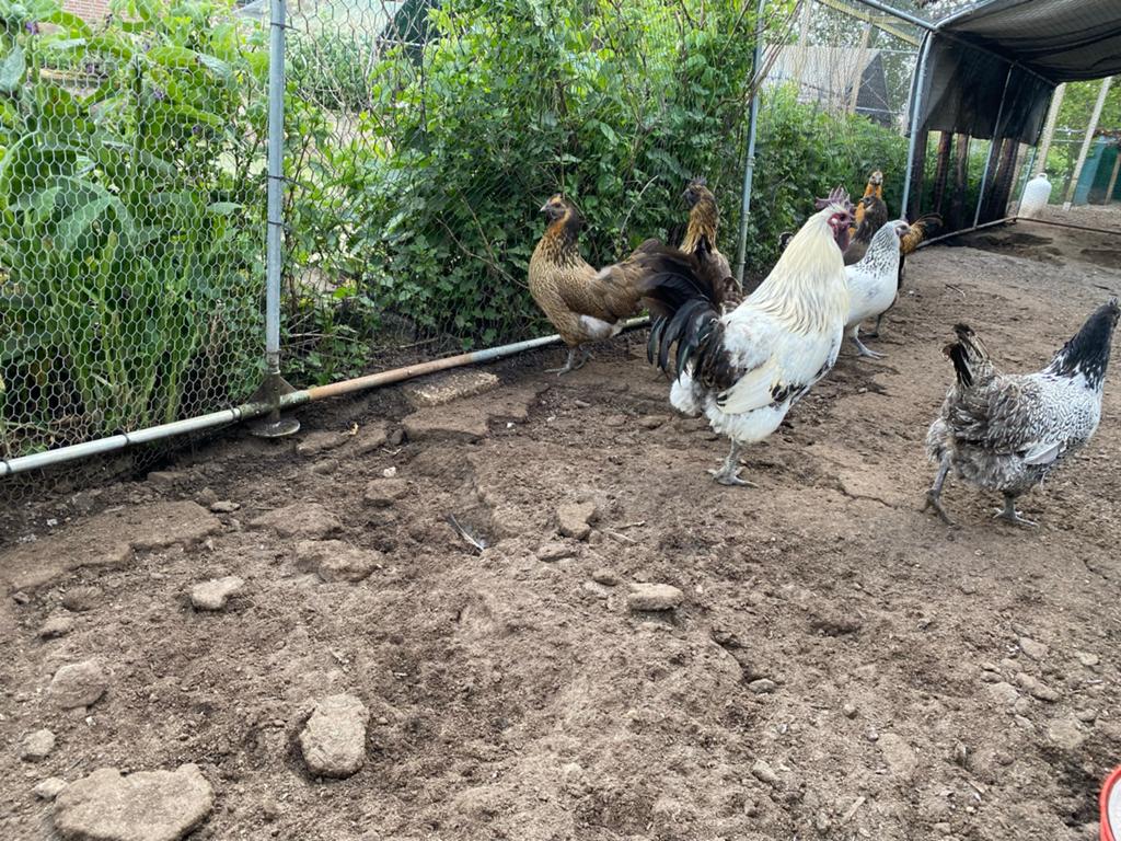 Ga h’mong kippen met haan, Meerdere dieren, Kip