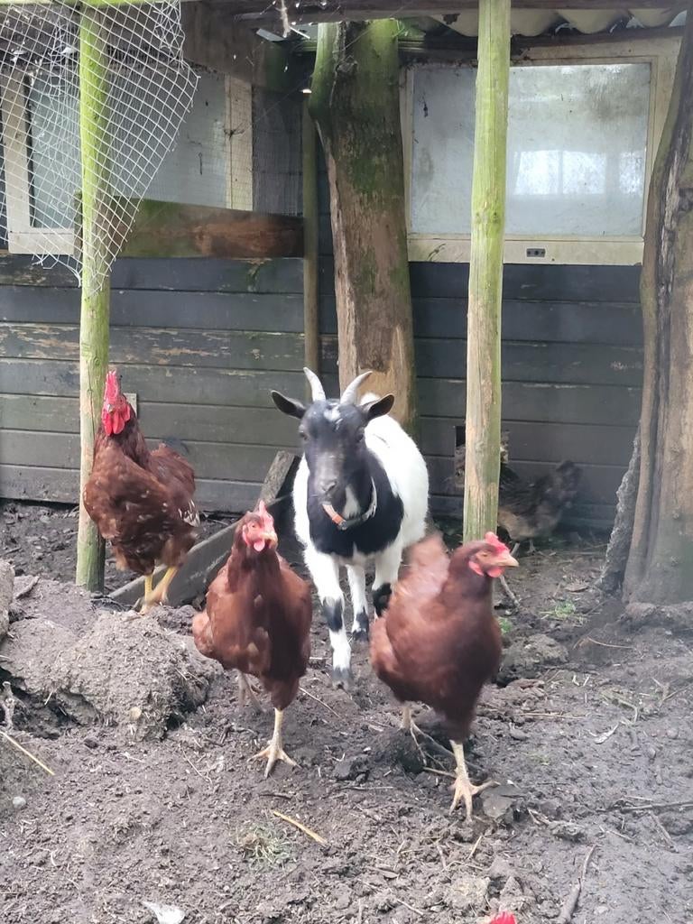 Broed ei Eieren van de Rhode Island Red kip hen, Dieren en Toebehoren, Pluimvee | Toebehoren, Ophalen of Verzenden, Overige typen