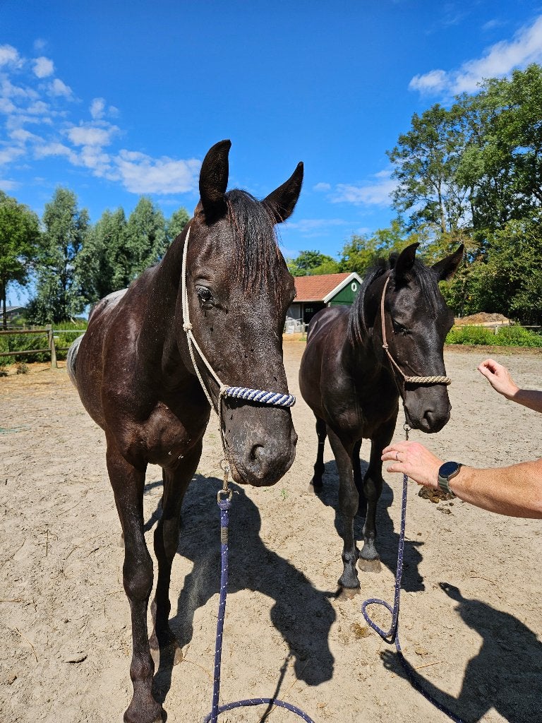 2 volle broers (Fries x Appaloosa) zoeken eigen thuis, Dieren en Toebehoren, Paarden, Minder dan 160 cm, Ruin, Onbeleerd, Recreatiepaard