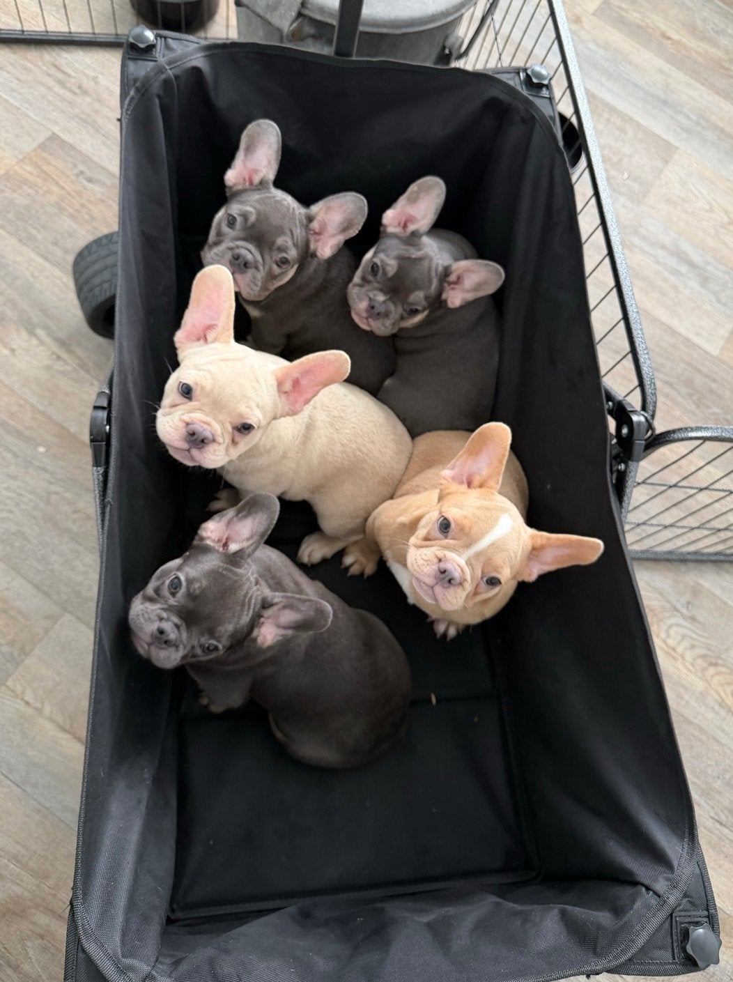 Prachtige raszuivere Blue Tan en Cream Franse Bulldog pups, Dieren en Toebehoren, Honden | Bulldogs, Pinschers en Molossers, Meerdere dieren