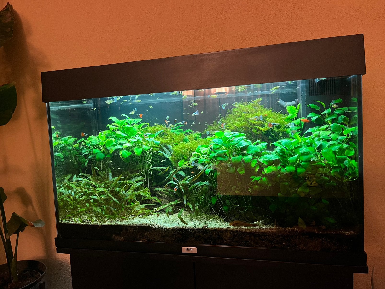 Blue Dream Garnalen & Guppies & Plantenstekjes, Dieren en Toebehoren, Kreeft, Krab of Garnaal, Zoetwatervis