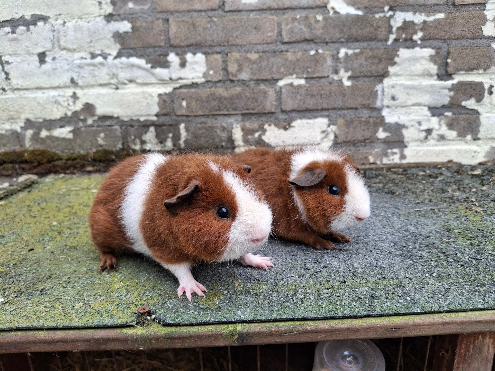 Cavia's rexbeharing roodbont, beertjes, Dieren en Toebehoren, Cavia, April, Mannelijk, Tam