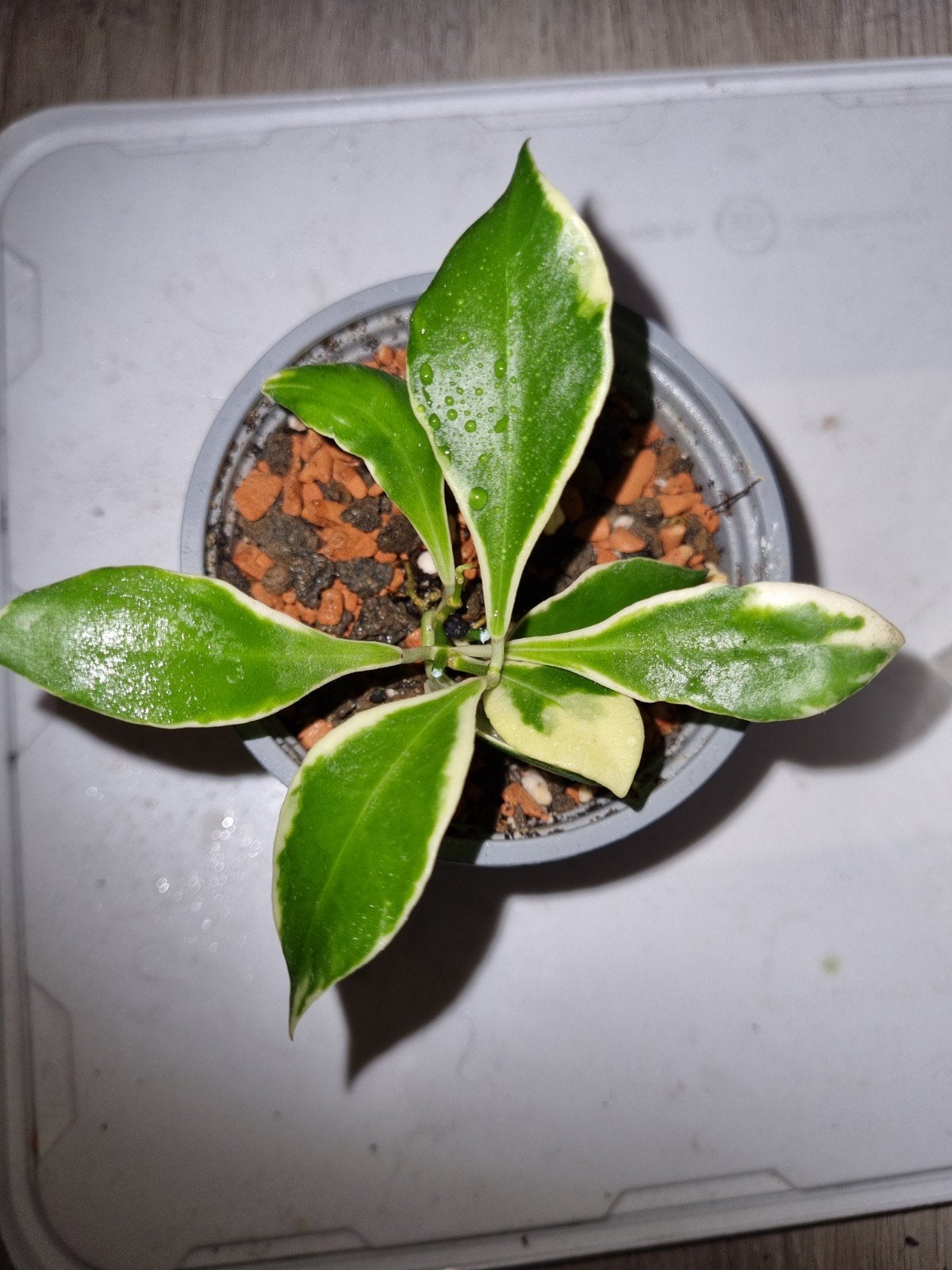 Hoya heuschkeliana outor variegata, Huis en Inrichting, Kamerplanten, Ophalen of Verzenden, Halfschaduw, Minder dan 100 cm