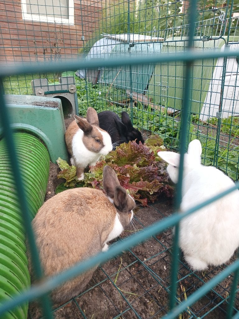 Tamme konijnen, Dieren en Toebehoren, Vrouwelijk, Middelgroot, 0 tot 2 jaar