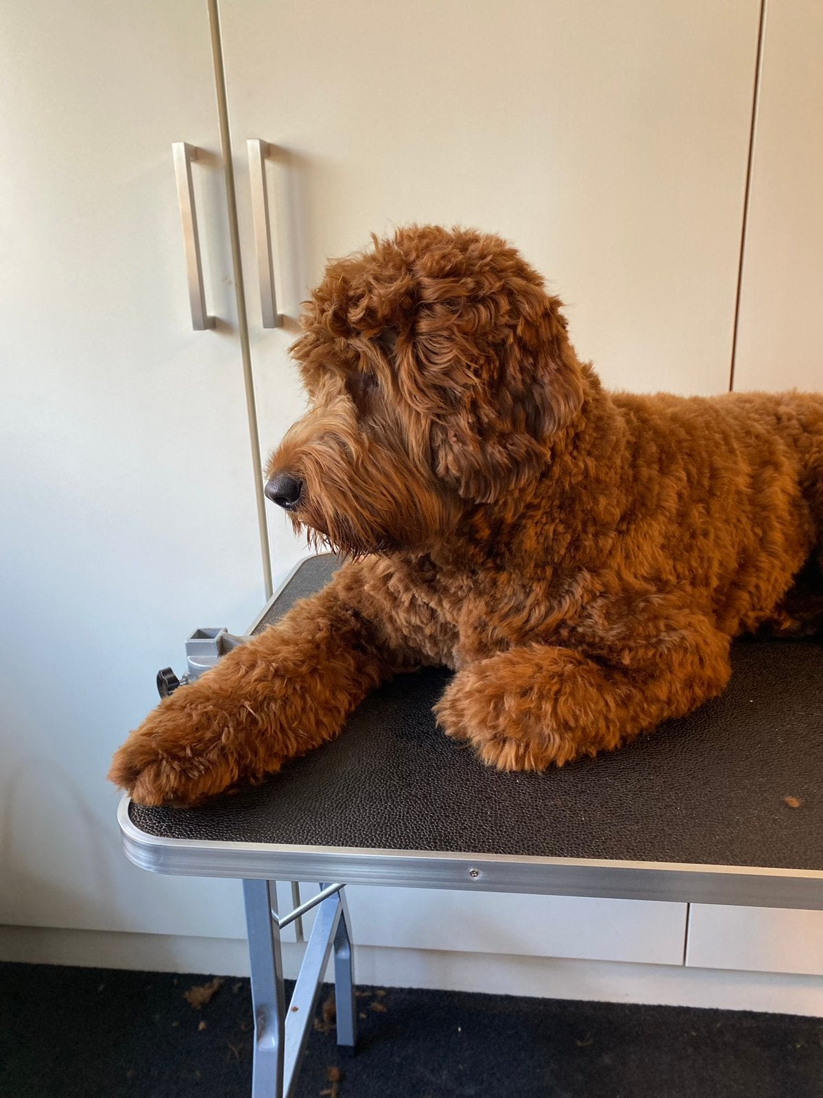 Trimmen van Labradoodles, Ophalen of Verzenden
