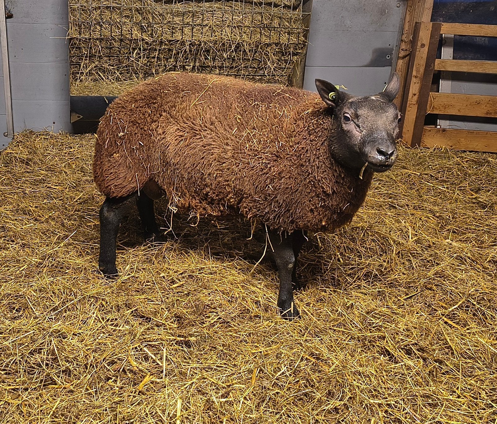 blauwe Texelaar dekrammen, Mannelijk, Schaap, 0 tot 2 jaar