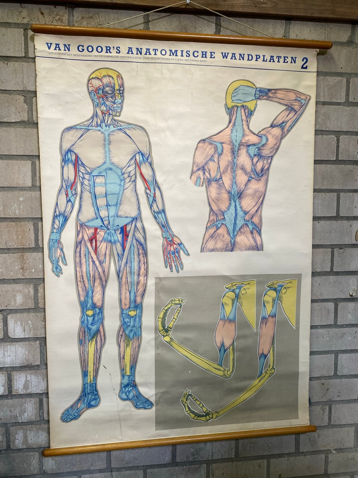 Vintage Anatomische Wandplaat - Van Goor's, Ophalen, Natuur en Biologie